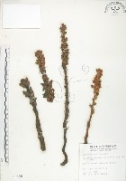 列當藏品圖，第1張