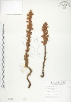 列當藏品圖，第1張