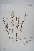 細纍子草藏品圖，第1張