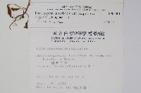 細纍子草藏品圖，第2張