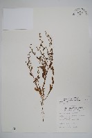 細纍子草藏品圖，第1張