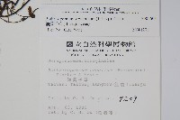 細纍子草藏品圖，第2張