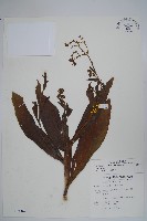 琉璃草藏品圖，第1張