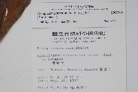 琉璃草藏品圖，第2張