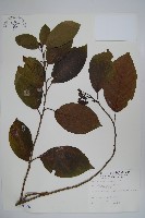 恆春厚殼樹藏品圖，第1張