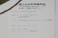 恆春厚殼樹藏品圖，第2張