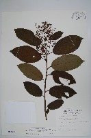 厚殼樹藏品圖，第1張