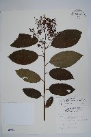 厚殼樹藏品圖，第1張