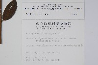 厚殼樹藏品圖，第2張