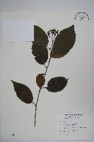 長花厚殼樹藏品圖，第1張