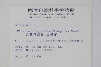 長花厚殼樹藏品圖，第2張
