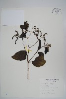 冷飯藤藏品圖，第1張