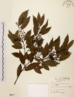 山肉桂、台灣肉桂藏品圖，第1張