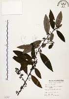 山胡椒藏品圖，第1張