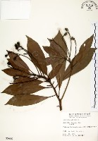 大葉楠藏品圖，第1張