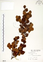 內苳子藏品圖，第1張