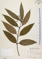 土肉桂藏品圖，第1張