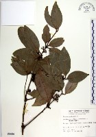 蘭嶼新木薑子藏品圖，第1張