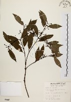 山肉桂、台灣肉桂藏品圖，第1張