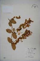 忍冬、金銀花藏品圖，第1張