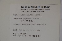 忍冬、金銀花藏品圖，第2張