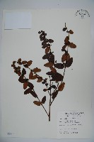 無梗忍冬藏品圖，第1張