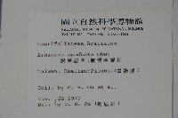 無梗忍冬藏品圖，第2張