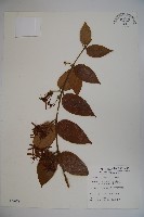 裡白忍冬、紅腺忍冬藏品圖，第1張