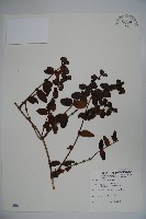 無梗忍冬藏品圖，第1張