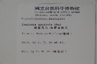 無梗忍冬藏品圖，第2張