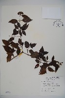 狹葉莢迷藏品圖，第1張