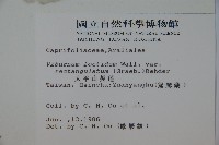 狹葉莢迷藏品圖，第2張