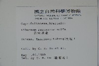 呂宋莢迷藏品圖，第2張