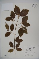 呂宋莢迷藏品圖，第1張