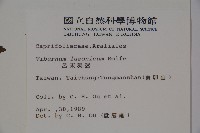 呂宋莢迷藏品圖，第2張