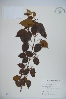 呂宋莢迷藏品圖，第1張