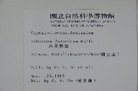 呂宋莢迷藏品圖，第2張