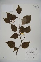 樺葉莢迷、玉山莢迷藏品圖，第1張