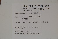 珊瑚樹藏品圖，第2張