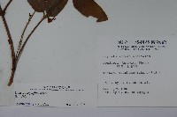 裡白忍冬、紅腺忍冬藏品圖，第2張