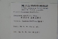 無梗忍冬藏品圖，第2張