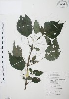 長梗盤花麻藏品圖，第1張