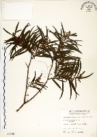 相思樹藏品圖，第1張