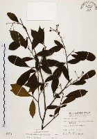 臺灣石楠藏品圖，第1張