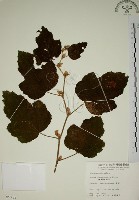 臺灣懸鉤子藏品圖，第1張