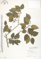 石朴藏品圖，第1張