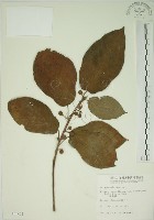 牛乳榕藏品圖，第1張