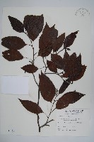 臺灣赤楊、臺灣榿木藏品圖，第1張