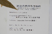 阿里山千金榆藏品圖，第2張