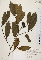 秀柱花藏品圖，第1張